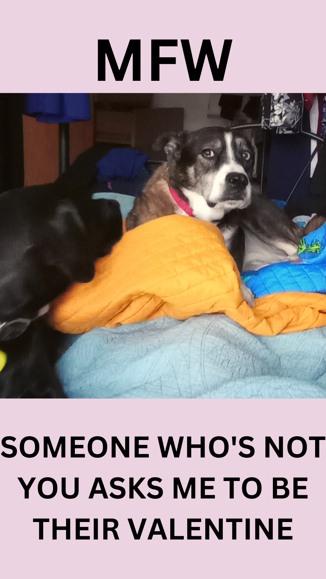 A dog has a skeptical or unsure look on its face. Text reads, "MFW someone who's not you asks me to be their Valentine"