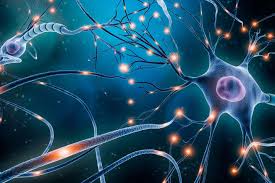 Neuron thumbnail