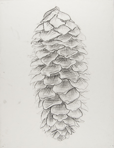 linear techniques pine cone