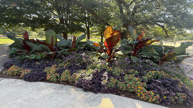 large leafy plants and flowers surrounded by trees