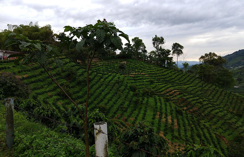 Colombian coffee crops